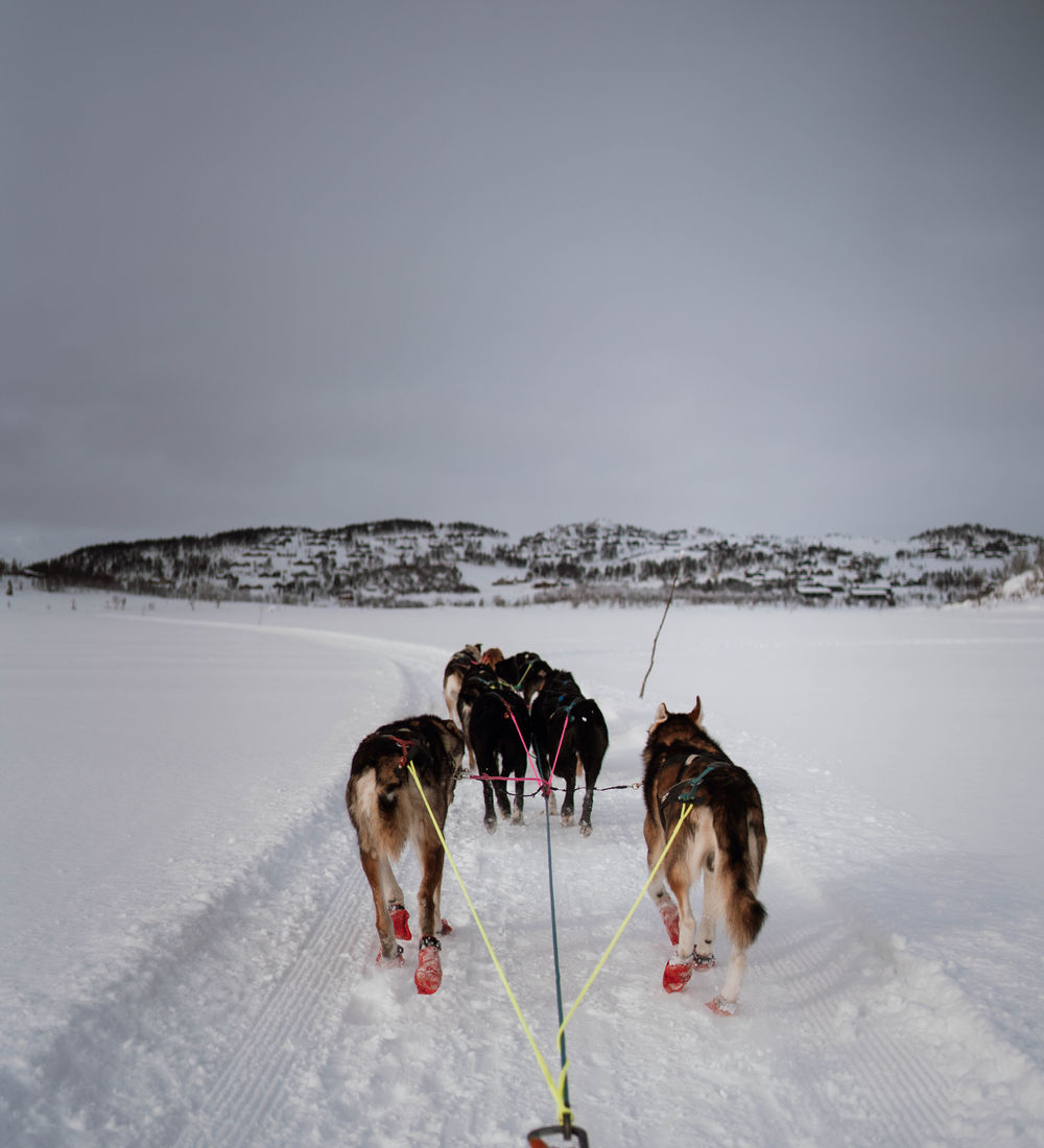 Huskytocht in de besneeuwde Noorse natuur bij Vrådal